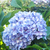 Doris M. McSweeney