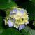 Dorothy Mannix